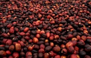 Cita Rasa Kopi Wine Gayo Buat Badan Terasa Bugar