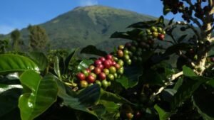 Kebun Kopi Temanggung, Rahasia Unik & Inovatif Dibaliknya