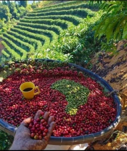 kopi robusta terbaik